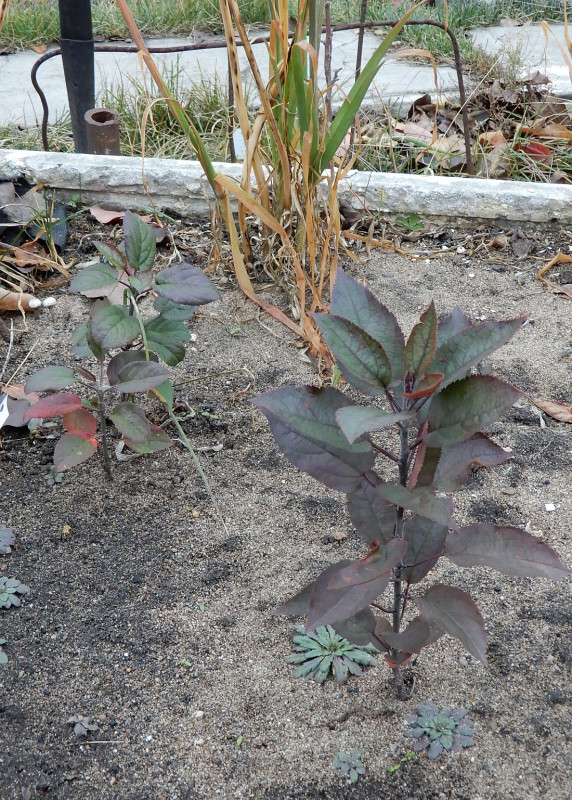 DSCN0910.jpg