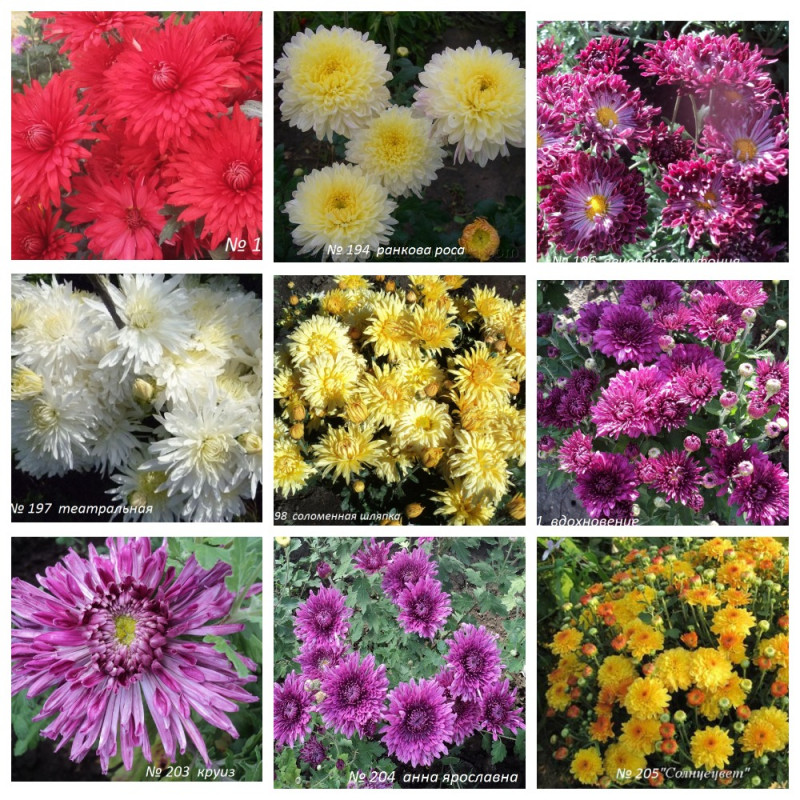 MyCollages (20).jpg
