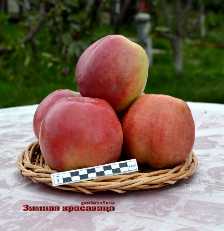 зимняя красавица_сжатое.jpg