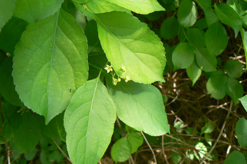 P1210410.JPG