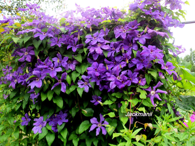 DSC07314.JPG