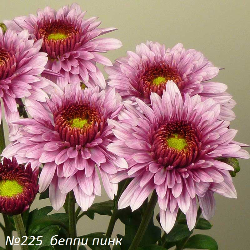Beppie-Pink.jpg