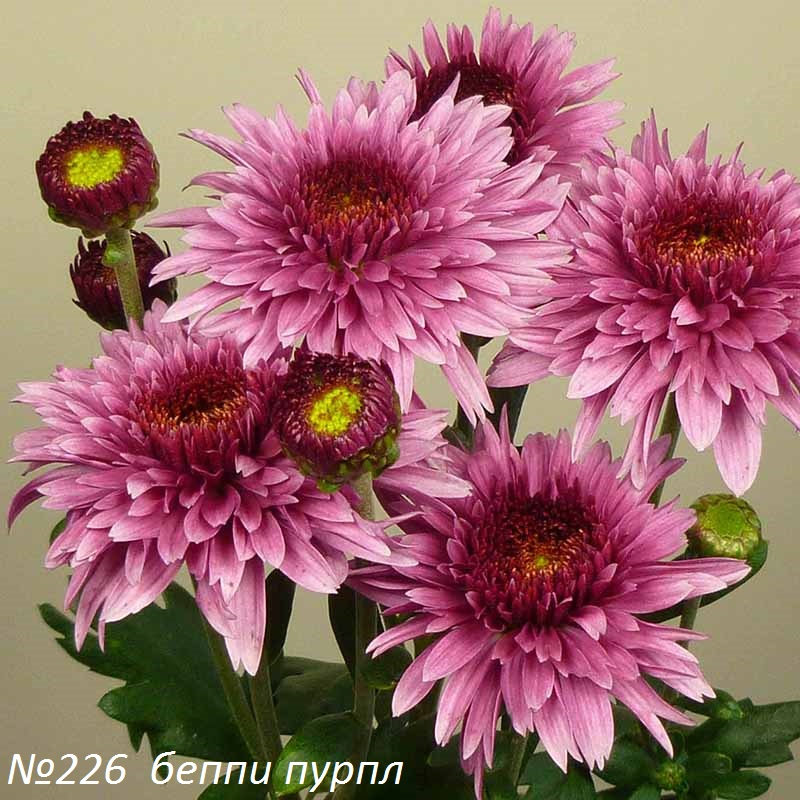 Beppie-Purple.jpg