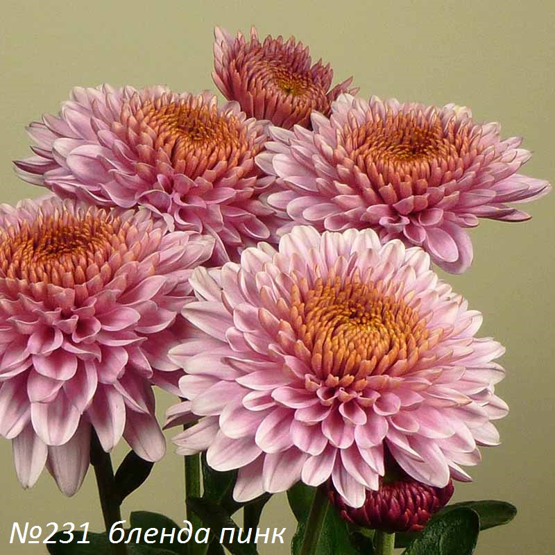 Blenda-Pink.jpg