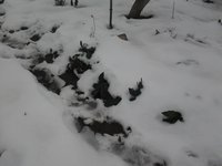 А это улица. Морозники выходят из-под снега