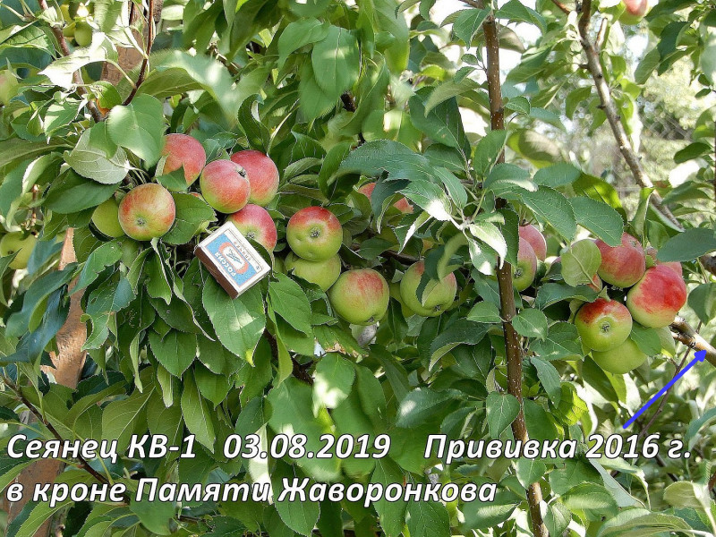 Ветка, на которую привита колонна, согнулась под тяжестью яблок. Плодоносит с 2017 года