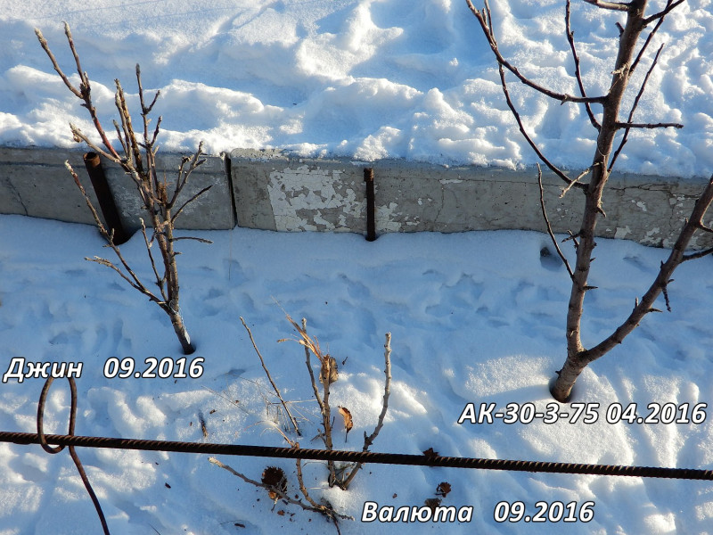 DSCN0921.jpg