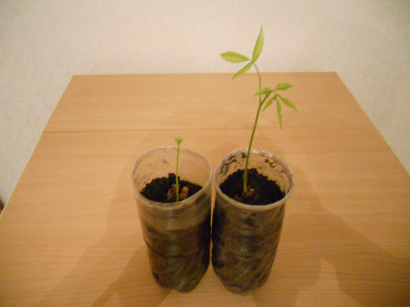 DSCN5527.JPG