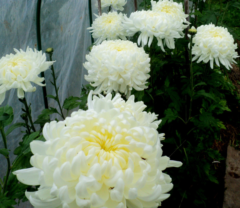 DSC07658.JPG