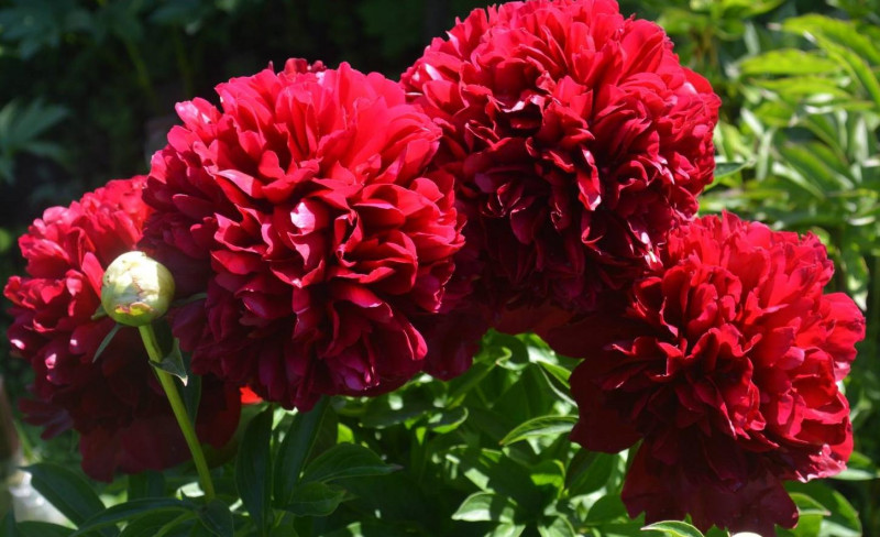Red Grace