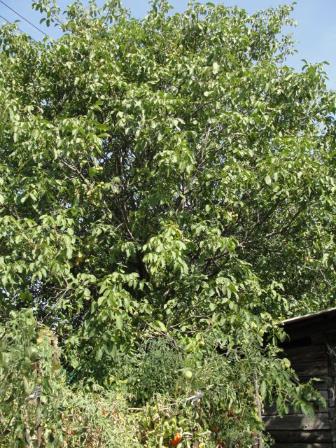 DSC05908.JPG
