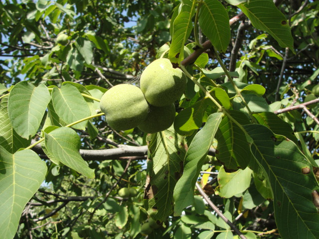 DSC05909.JPG