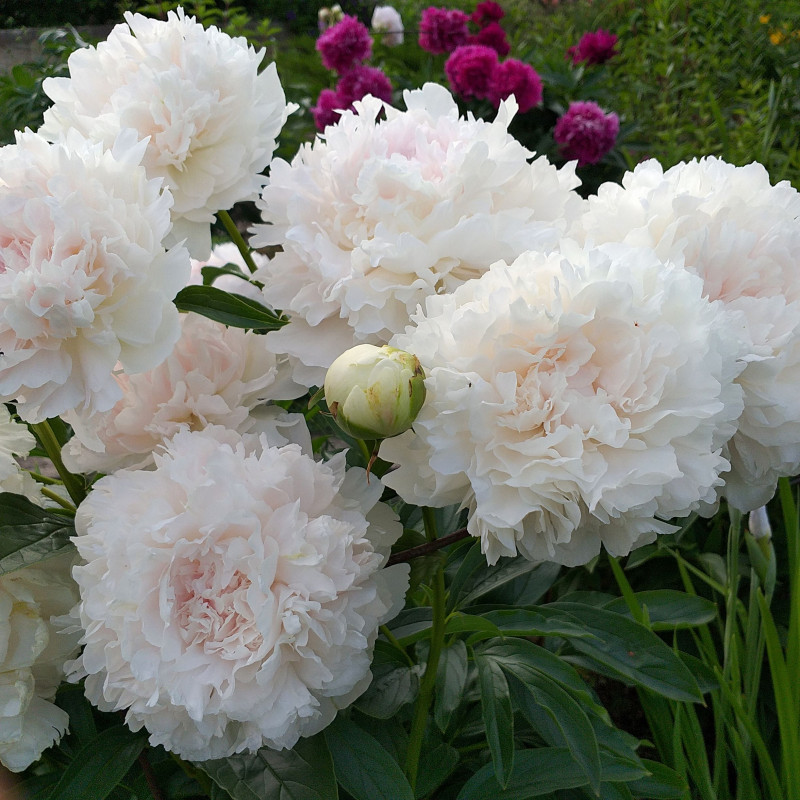 щифон пар.jpg (851.9 КБ) 2166 просмотров Chiffon Parfait