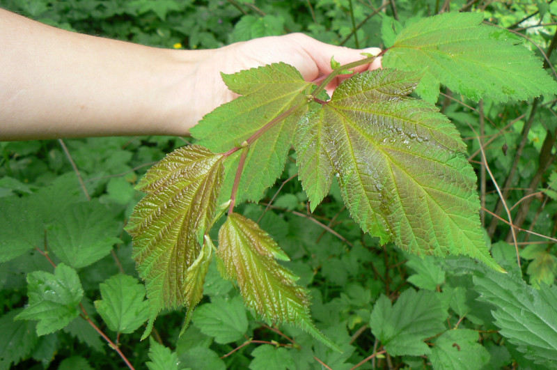 P1020106.JPG