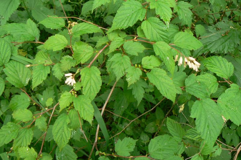 P1020108.JPG