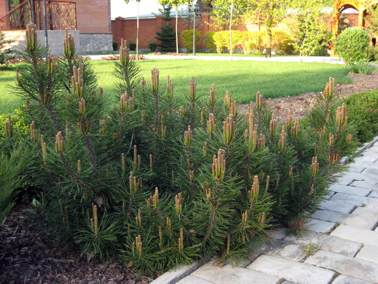 pinus-mugo-pumilio2.jpg