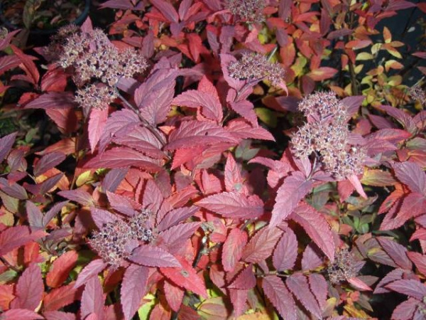 Спирея японская (сорт 'Froebelii')весна.jpg