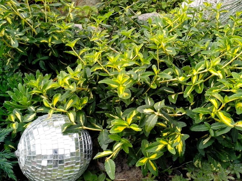 Бересклет форчуна Санспот, Euonymus Fortunei Sunspot ...jpg