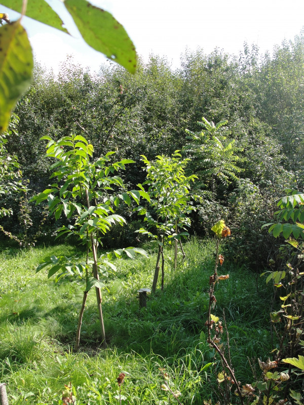 DSC06619.JPG