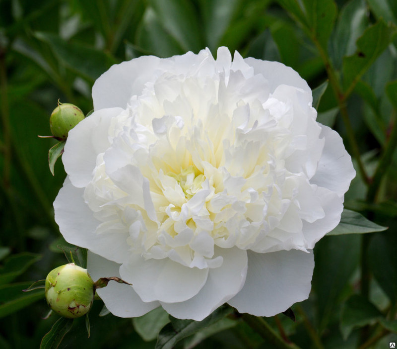 Duchesse de Nemours