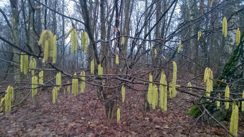 WP_20200131_16_48_56_Pro.jpg