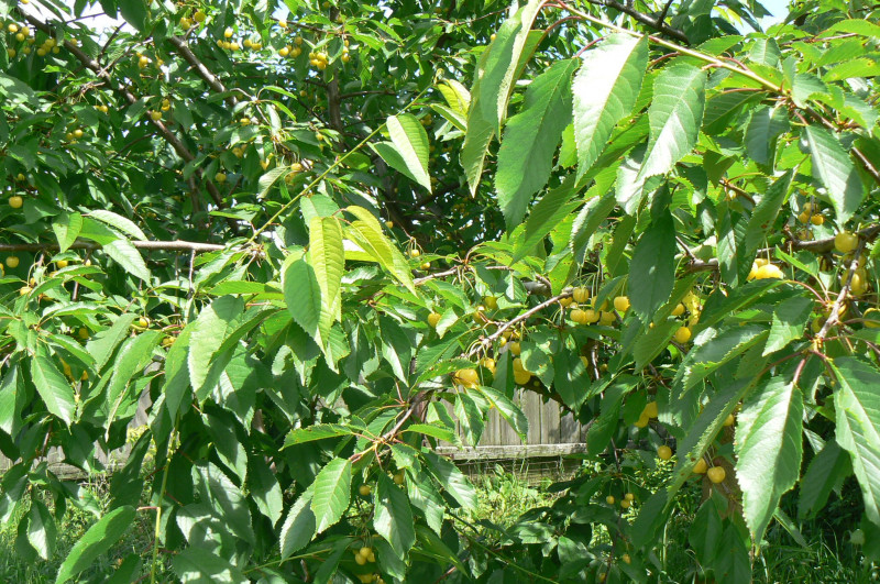 P1220170.JPG