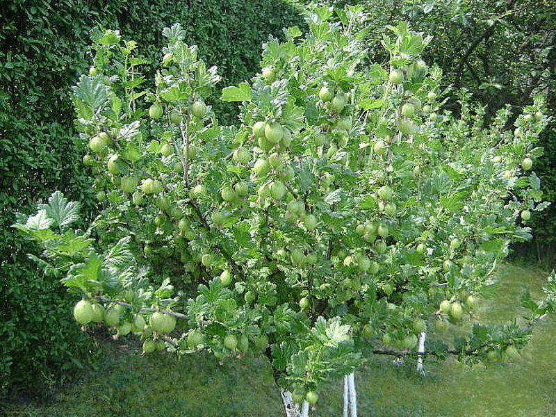 Kryzhovnik-na-shtambe.jpg