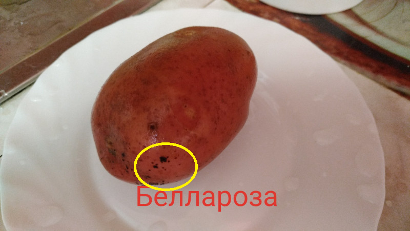 ризокт.png