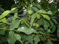 DSCN0544.JPG
