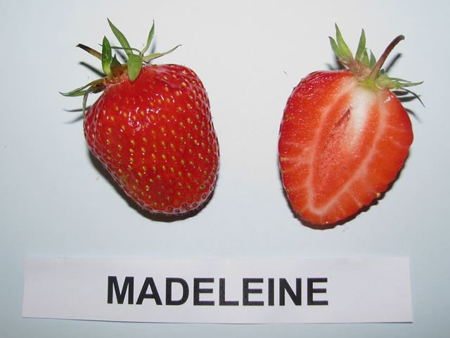 madeleine01.jpg