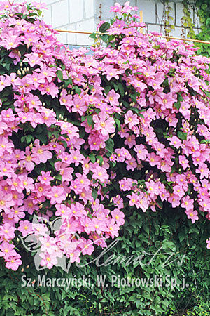 csm_pix206_Clematis_Comtesse_de_Bouchaud_Z2_71173d865c.jpg
