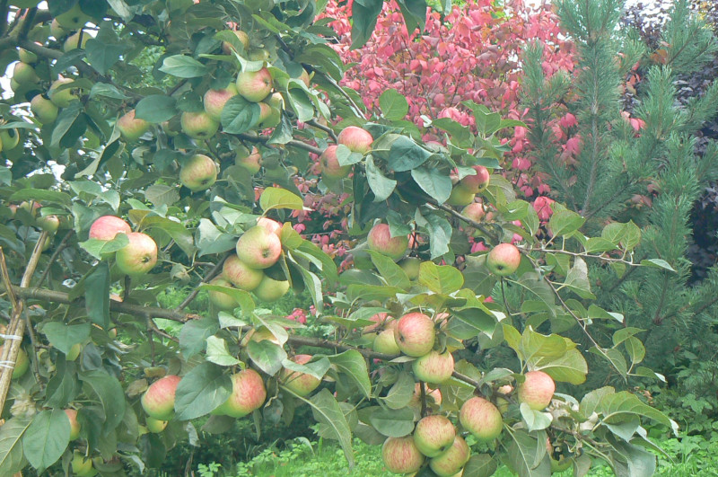 P1460071.JPG