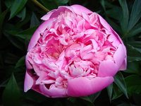 DSC08384.JPG