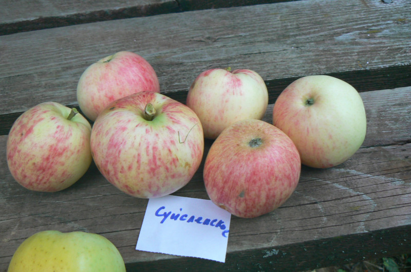 P1460309.JPG