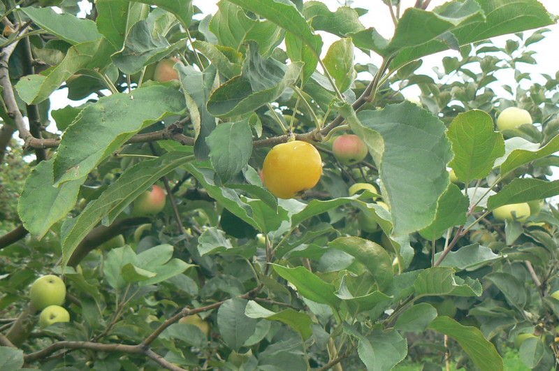 P1450864.JPG