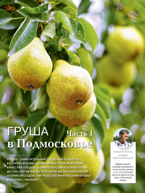 Груша 1-1.jpg