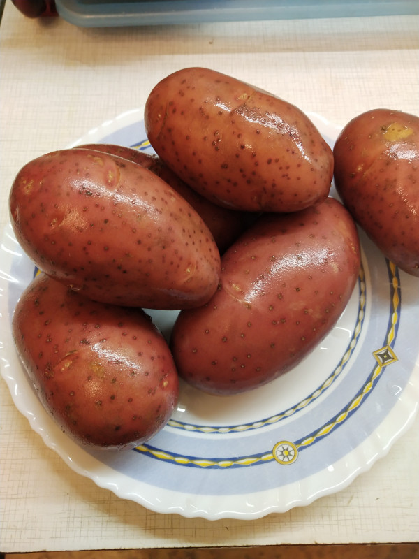 Ред леди.jpg