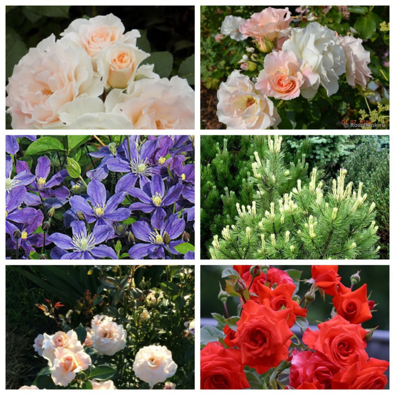 MyCollages (8).jpg