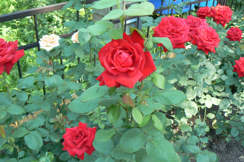 P1050033.JPG