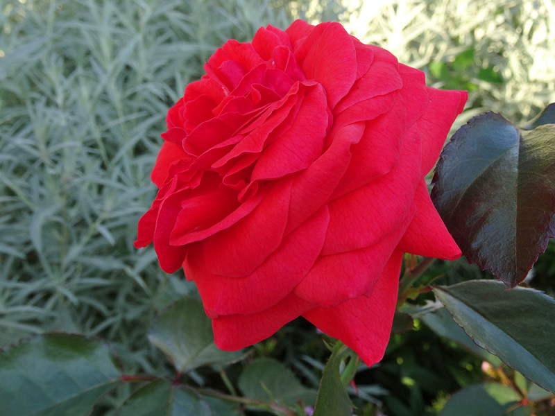 copDSC09718.jpg