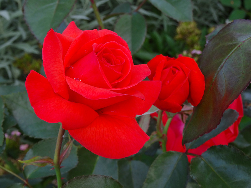 copDSC09781.jpg
