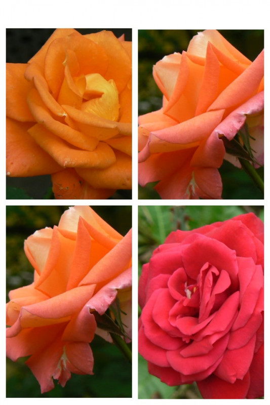 MyCollages (2).jpg