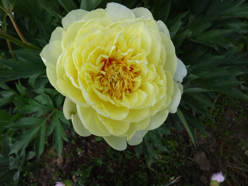 DSC01567ф.jpg