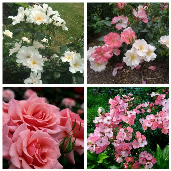 MyCollages (17)1.jpg