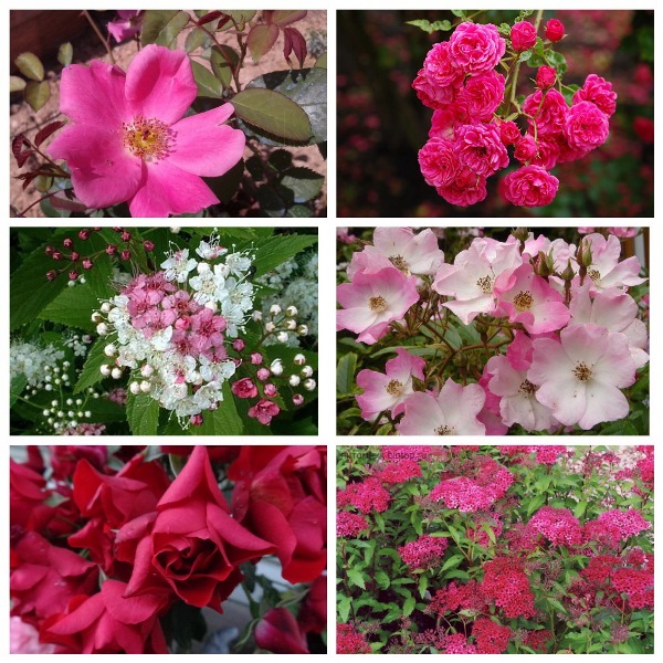 MyCollages (27)1.jpg