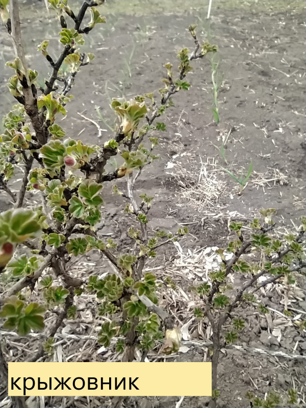 IMG_20200404_150228 крыж.jpg