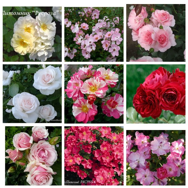 MyCollages (30)1.jpg