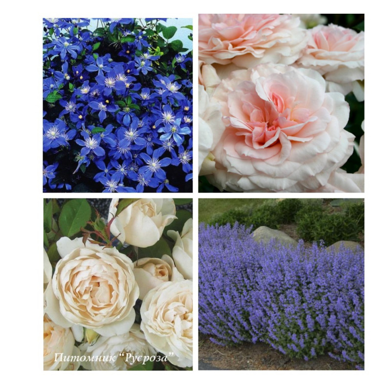 MyCollages (1).jpg
