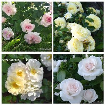 MyCollages (46)1.jpg