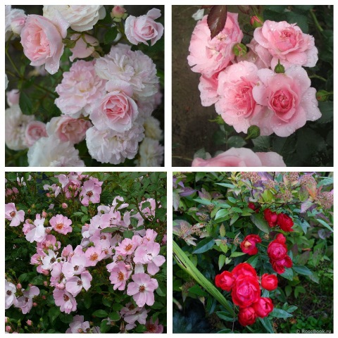 MyCollages (72)1.jpg